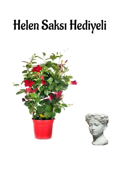 Bitkim Sende Mis Kokulu Kırmızı Mandevilla Çiçeği Sevgililer Gününe Özel Hele...