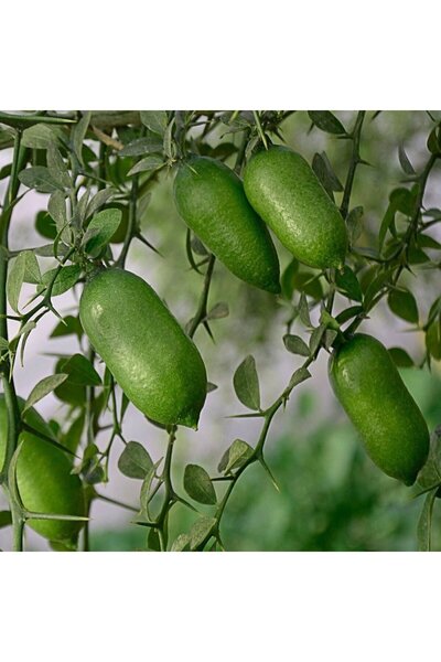 The Best Online Finger Lime (Parmak) Limon Fidanı, +100 cm, 3 Yaş