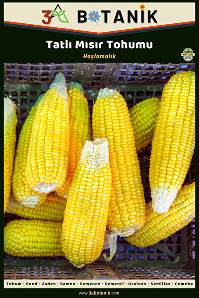 3A BOTANİK Tatlı Haşlamalık Mısır Tohumu, Yerli ve Sürdürülebilir Tohum, 10 Gram Mısır Tohumu