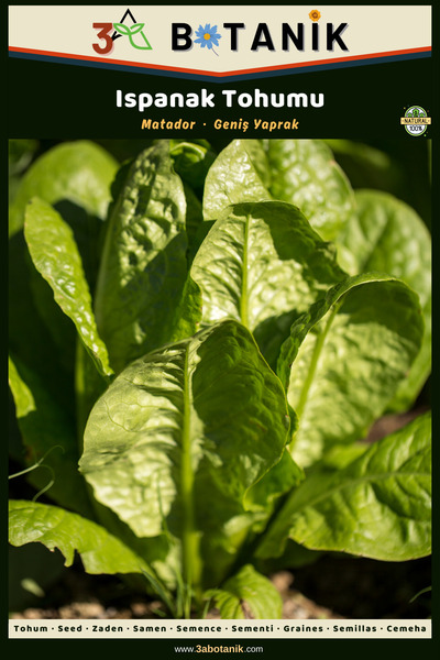 3A BOTANİK Matador Ispanak Tohumu, Yerli ve Sürdürülebilir Tohum, 5 Gram Ispa...