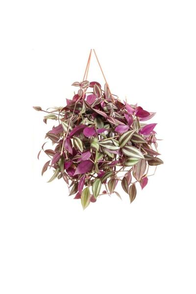 YEŞİLİMARKET Telgraf Çiçeği Askılı Makrome Saksıda Kara Sevda Çiçeği