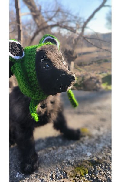 baddin aksesuar Cat Dog Handmade Green Frog Hat