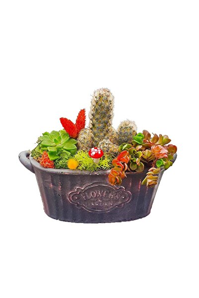 çiçekseli Vintage Kaktüs Bahçesi & Beton Saksıda Kaktus Sukulent İç Mekan Bit...