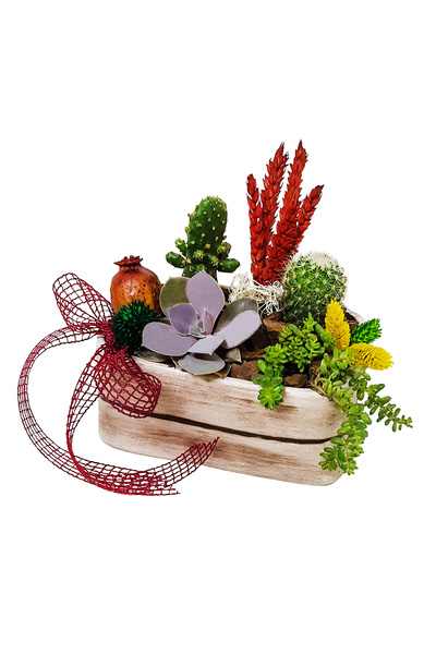 çiçekseli Spina Kaktüs & Sukulent İc Mekan Bitkileri Hediye Çiçek Canli Cicek aranjmanlari