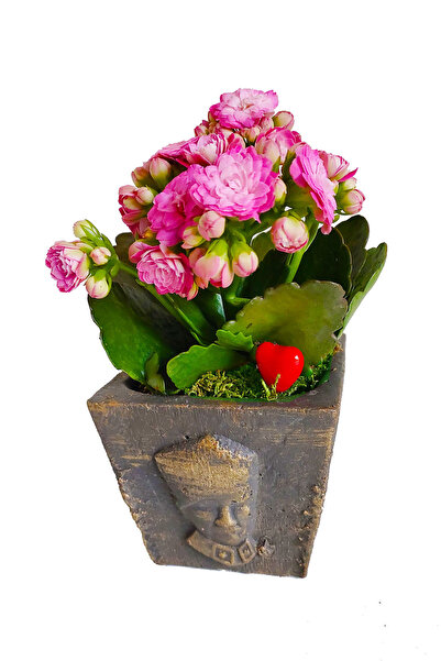 çiçekseli Kalanchoe Canlı Bitki Atatürk Büstü Beton Saksıda & Çiçekli Bitki & Hediye Salon Cicekleri