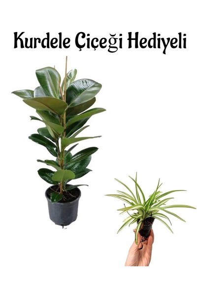 serada decor & plant Kadınlar Gününe Özel Yeşil Parlak Yapraklı Kauçuk Bitkis...