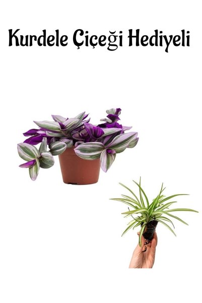 serada decor & plant Toz Pembe Telgraf Çiçeği Sevgililer Gününe Özel Kurdele Çiçeği HEDİYELİ Bitki