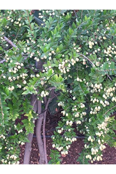 FİDANLIDAN Tüplü İri Meyveli Beyaz Murt ( Hambeles ) Fidanı