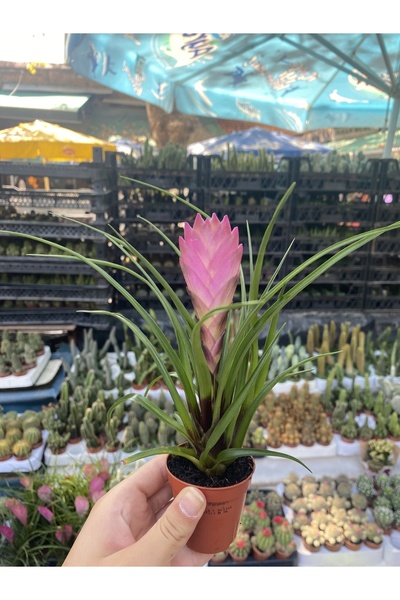 aytun çiçekçilik Tillandsia hava bitkisi