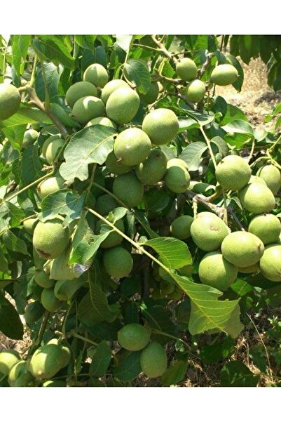 Genel Markalar Tüplü Aşılı Chandler Ceviz Fidanı