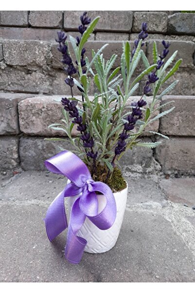 çiçekseli Canlı Lavanta Kokulu Bitki Seramik Saksıda & Hediye Çiçek Aromatik ...