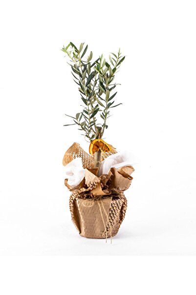 ÇiçekGaraj Wrap Serisi Zeytin Ağacı Bonsai