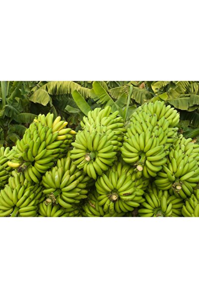 Elit Avokado 1 kg.. Muz 1 kg.. Limon 1 kg hediye