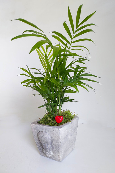 çiçekseli Dağ Palmiyesi Atatürk Büstü Saksıda Canlı Bitki Chamadorea & Salon Cicekleri Hediye Canlı Bitki