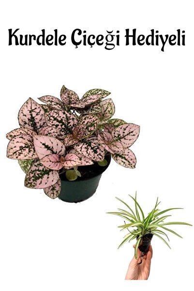 serada decor & plant Zarif Pembe Yapraklı Hostes Çiçeği Sevgililer Gününe Öze...