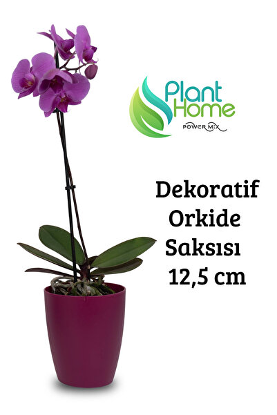 Genel Markalar Dekoratif Vişne Orkide Saksısı - A Adet Set Fiyatlı -12 Pot Üretim Saksısına Uygun Kaliteli Ürün