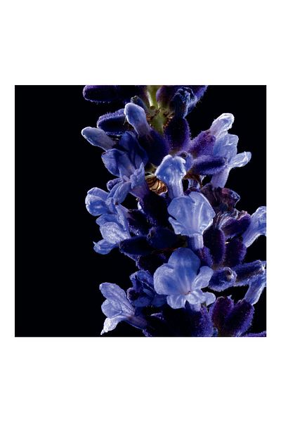 Yves Saint Laurent Parfum pentru bărbați Kouros Edt 100 ml 3365440003866