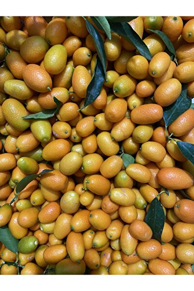 ANAMURMEYVECİM Kamkat 500 gr