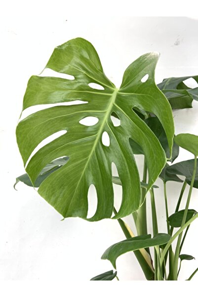 NIWA BOTANIC Monstera Deliciosa 14cm Çap - Devetabanı