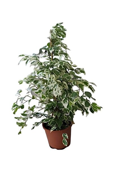 serada decor & plant Beyaz Alacalı Benjamin Bitkisi Sevgililer Güne Özel Muml...