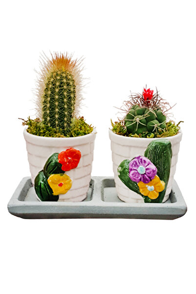 çiçekseli Çiçek Figürlü Kaktüs Set & Seramik Saksıda İç Mekan Bitkileri Kaktus Sukulent Canlı Çiçek Dekor
