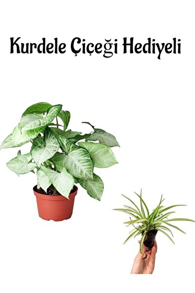 serada decor & plant Hediyelik Zarif Yapraklı Melek Kanadı Bitkisi Sevgililer...