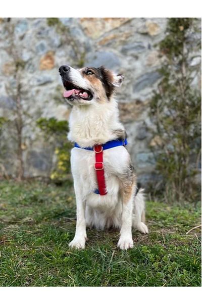 GoPawGo Charmed Sirius Dog Chest Collar Set