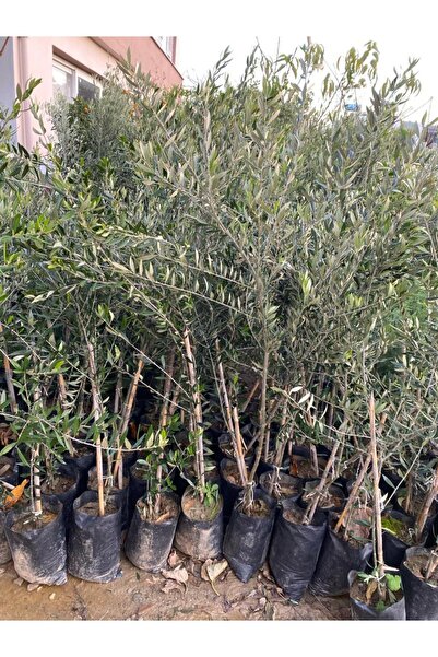 Tüplü Koroneiki Zeytin Fidanı