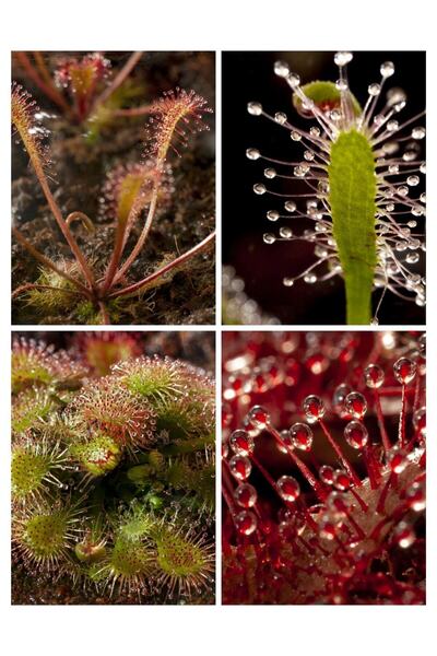 mobuflora Drosera Tohum Yetiştirme Kiti 7 Farklı Tür Etobur Bitki Tohumu