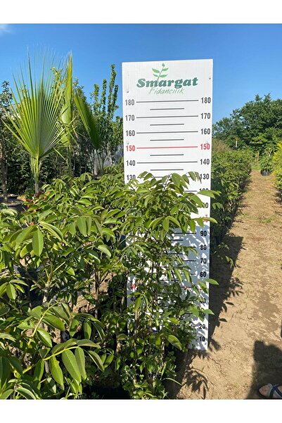 Smargat 2 Yaş Tüplü Chandler Ceviz( Çetnır Ceviz) Aşılı Ceviz Fidanı (90-110cm)