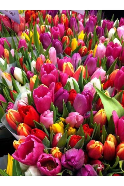ZEYSEN TROPİKAL Karışık Renk Lale Soğanı 10 'lu