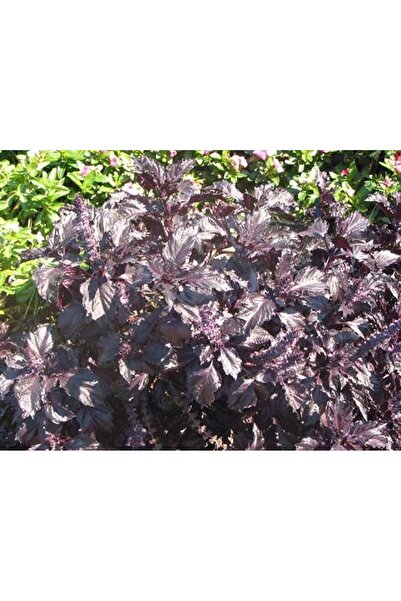 Genel Markalar Yerli Reyhan (Mor Fesleğen) Tohumu 100 Adet