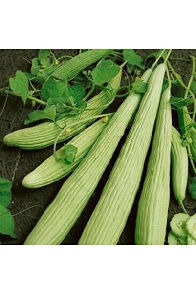 ÇERMİK FİDANCILIK Turşuluk Ince ( Acur ) Hıttı Tohumu 10 gr