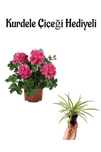 serada decor & plant Anneler Günü Hediyeli Pembe Sakız Sardunya Kurdele Çiçeğ...