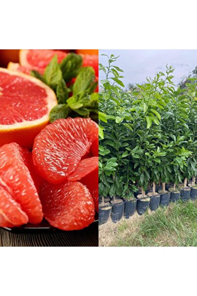 FİDANLIDAN Tüplü Rio Red Greyfurt Fidanı