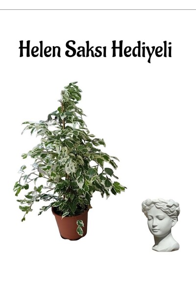 serada decor & plant Kadınlar Gününe Özel Alacalı Benjamin Bitkisi Helen Saks...