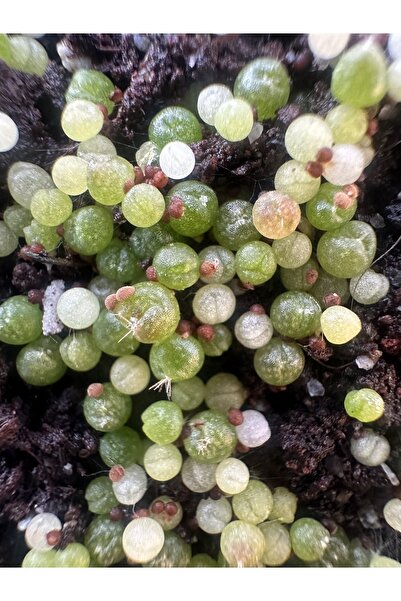 TULIN Gymnocalycium Mihanovichii Variegata - 50 Adet ithal Kaktüs Tohum Mix (SUPERIOR SET)