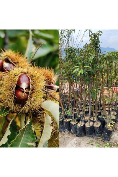 FİDANLIDAN Tüplü Aşılı Kestane Fidanı.