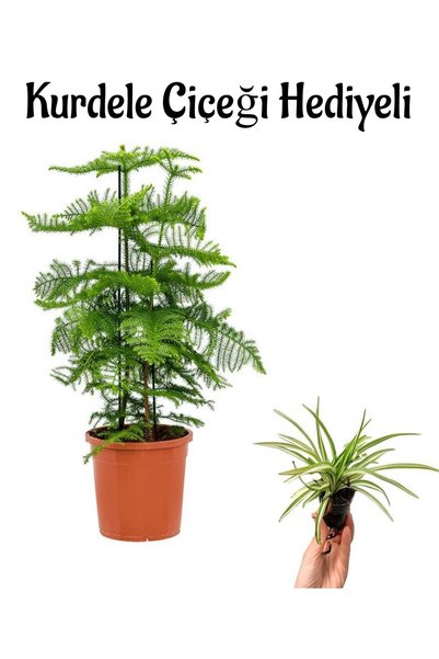 serada decor & plant İnce Yapraklı Salon Çamı sevgililer Gününe Özel Kurdele Çiçeği HEDİYELİ