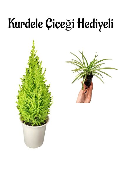 serada decor & plant Limon Kokulu Limon Çamı Sevgililer Gününe Özel Kurdele Ç...