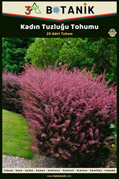 3A BOTANİK Kadın Tuzluğu Tohumu, 20 Adet Tohum, Berberis Vulgaris