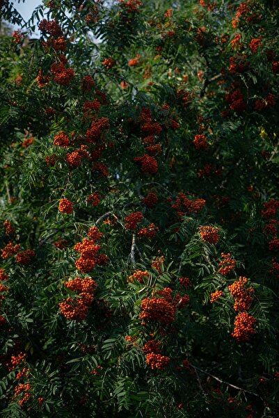 doğaşık Üvez Fidanı: Meyvesi, Gölgesi ve Güzelliği ile Bahçenize Değer Kataca...