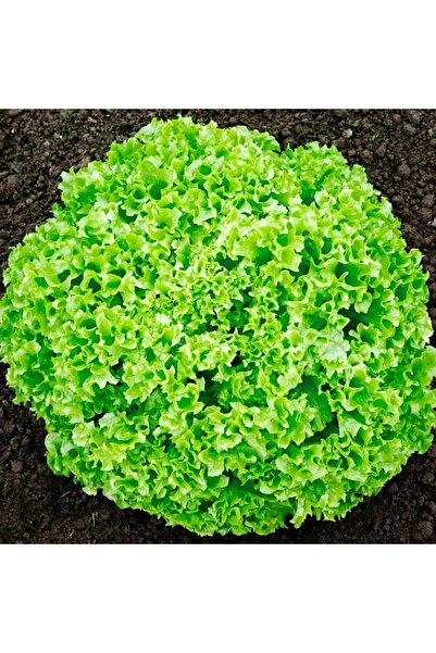 Ziraat Evim Yerli Kışlık Marul Tohumu 500 Adet