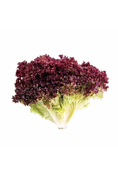 Ziraat Evim Kırmızı Marul Tohumu 500 Adet