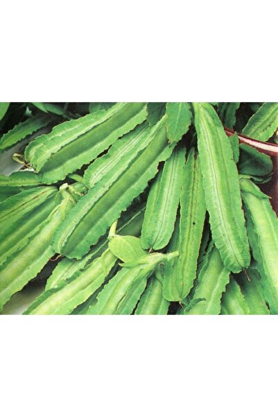 Tohum Dünyası 10+ Adet Kanatlı Bezelye Tohumu