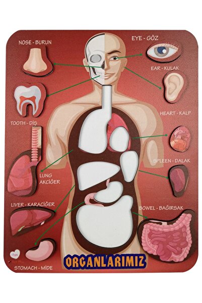 gift plus Organlarımız Eğitici Ve Öğretici Oyuncak Bultak Yapboz&puzzle