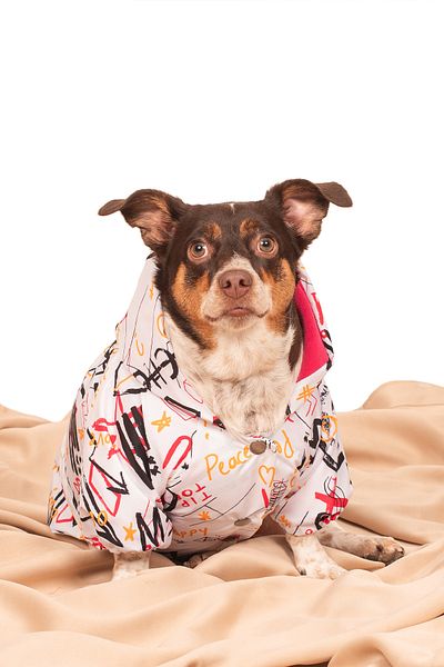 petadora Dog Coat Raincoat Coat Dog Coat Dog Apparel Dog Raincoat