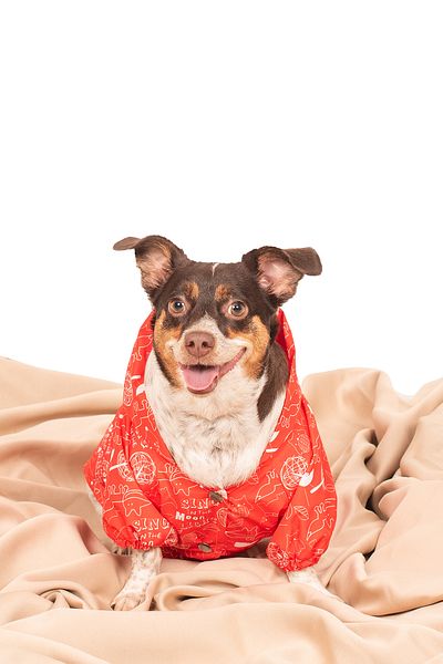 petadora Dog Coat Raincoat Coat Dog Coat Dog Apparel Dog Raincoat