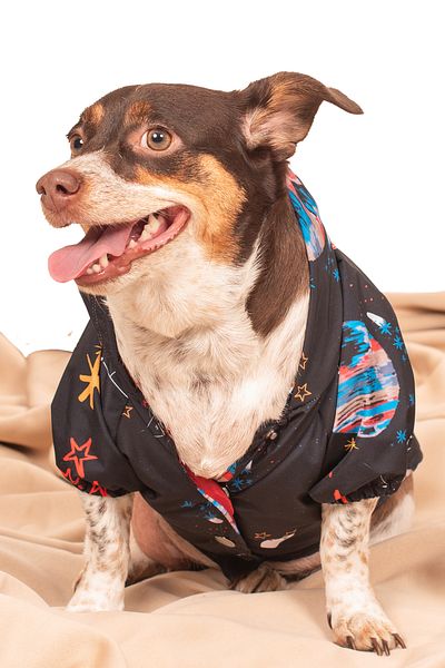 petadora Dog Coat Raincoat Coat Dog Coat Dog Apparel Dog Raincoat