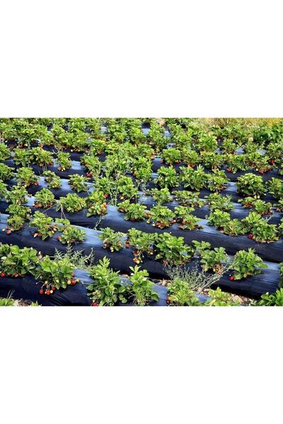 Karmen 10 Adet Camarosa ( Yediveren ) Çilek Fidanı Açık Kök Taze Söküm ( Frigo )